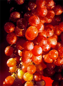 Red Grapes